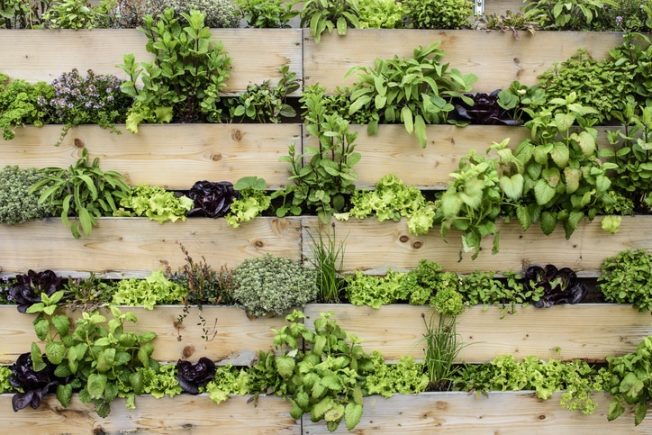 Detail of vertical garden with eatable herbs and vegetables